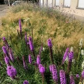Showtuin Aartselaar Stipa Echinacea Liatris Overzicht Showtuin rreac04 Publiek Aartselaar Stipa Echinacea Liatris Overzicht